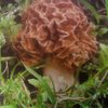 Morille commune dans mon jardin
