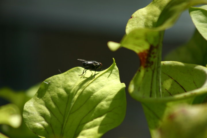 Mouche sur sarracenia