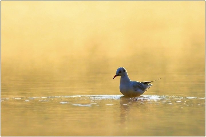 Mouette rieuse