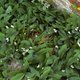 Fleures 2018