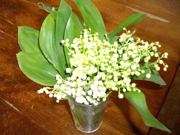 Muguet des bois