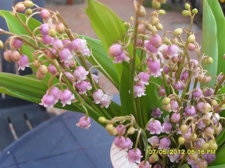 Muguet rose du jardin