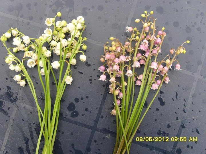 Muguet rose et blanc du jardin