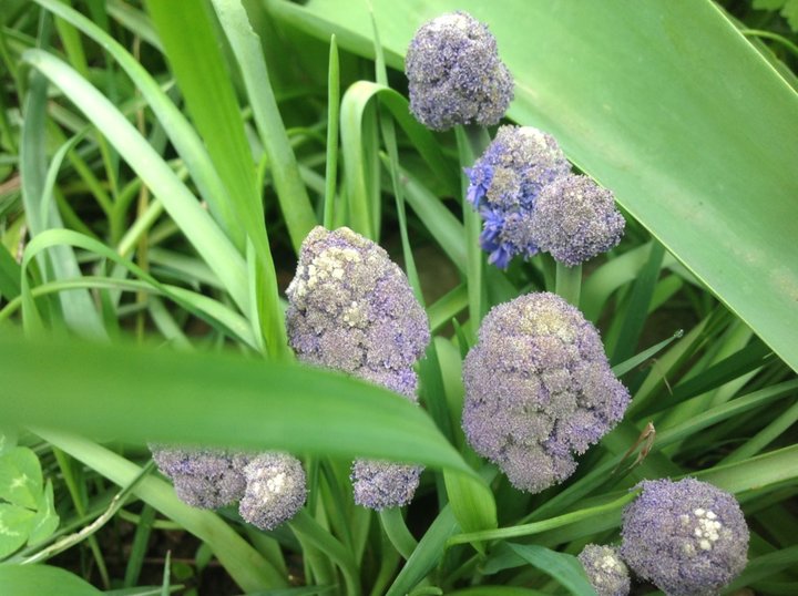 Muscari double