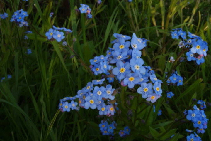 Myosotis 