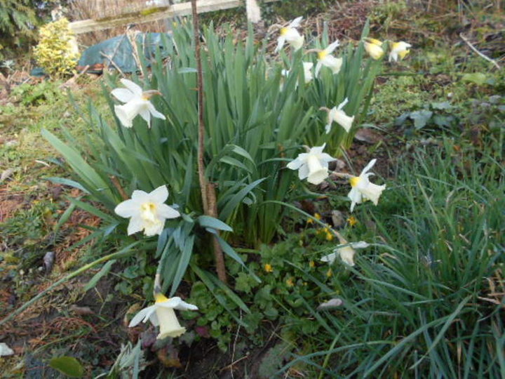 Narcisses blancs