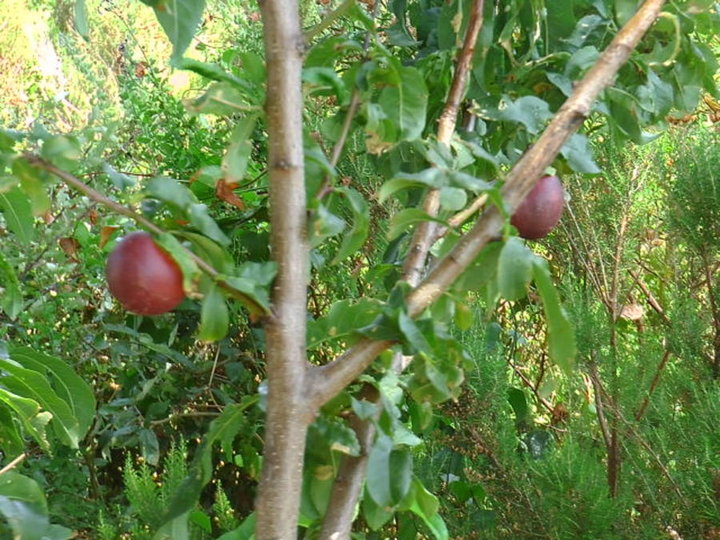 Nectarines