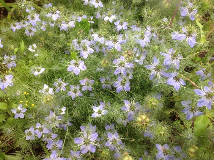 Nigeles  de damas