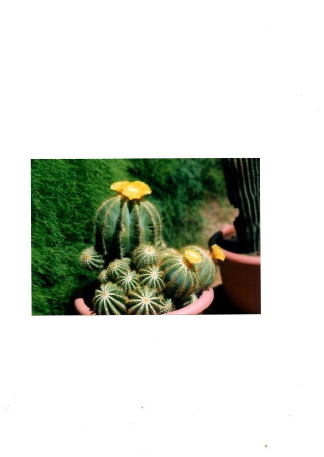 Notocactus en fleurs