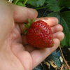 La r&eacute;colte de mon jardin en 2012.