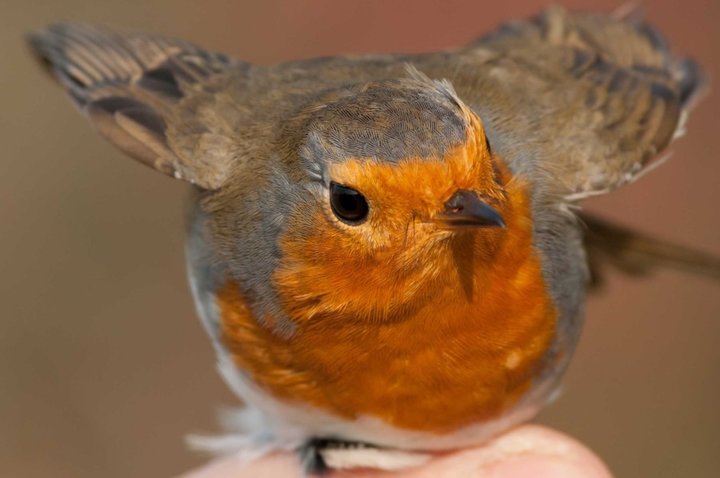 Notre petit rouge gorge encore là cette année.