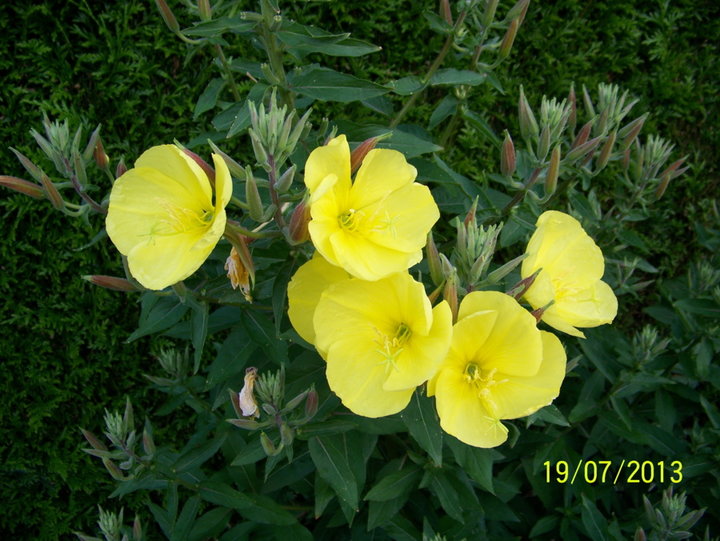 Oenothera- bienis