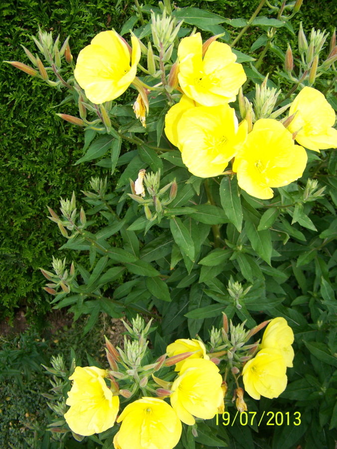 Oenothera- bienis