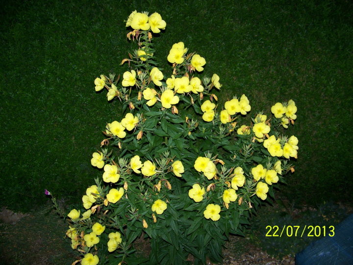 Oenothera_bienis