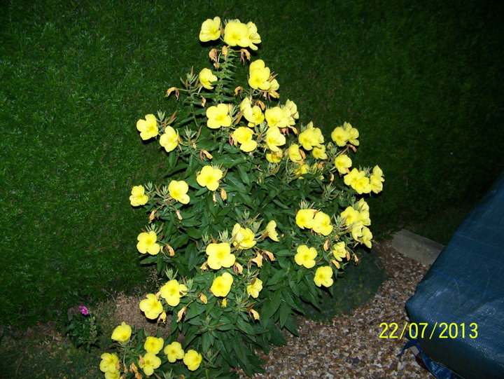 Oenothera_bienis