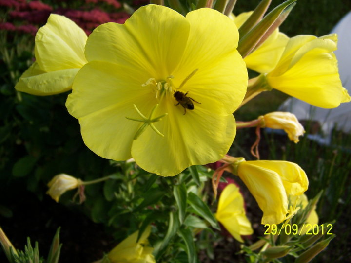 Oenothera--biennis