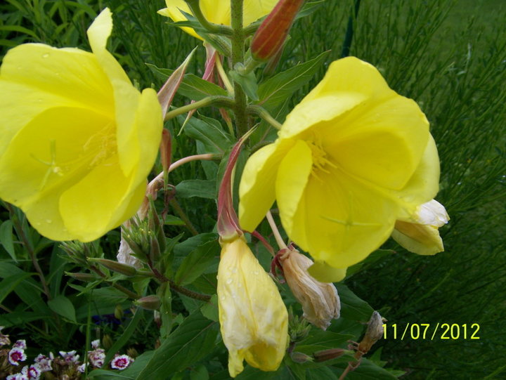 Oenothera biennis