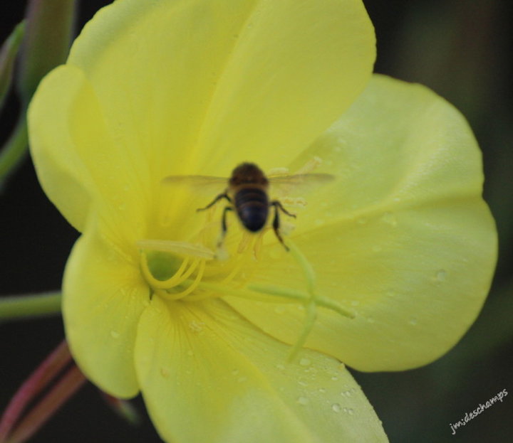 Oenothera Biennis