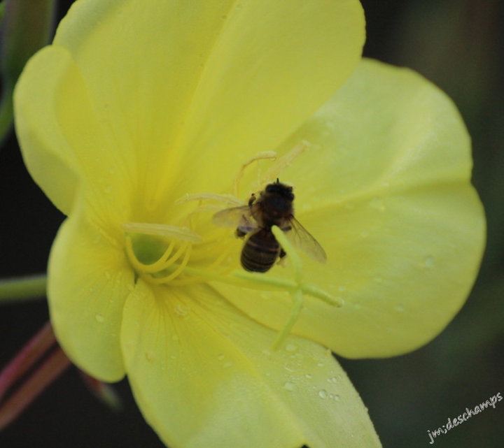 Oenothera Biennis