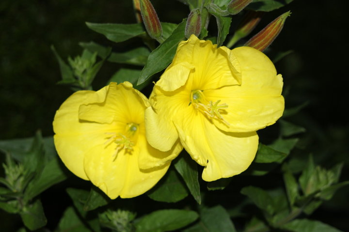 OENOTHERA BIENNIS  ou((lonagre))