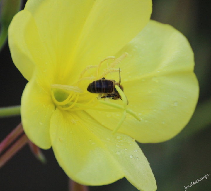 Oenothera Biennise