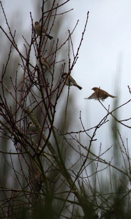 Oiseaux commun 