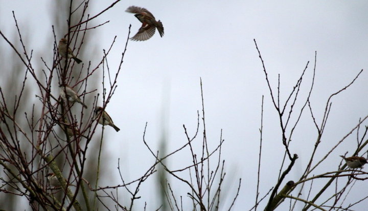 Oiseaux commun