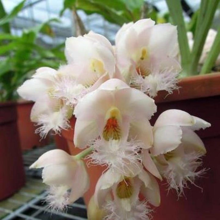 Orchidée