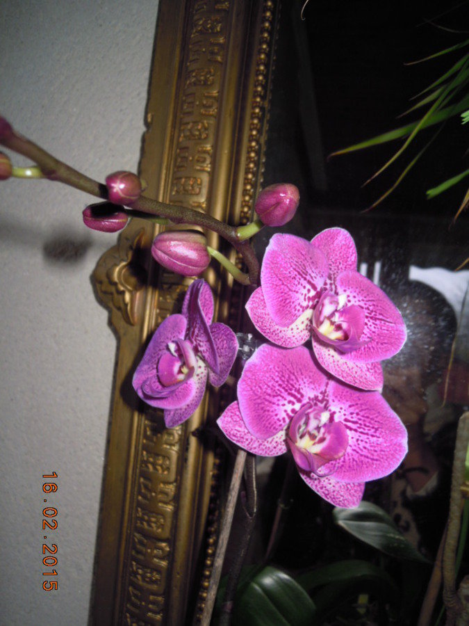Orchidee