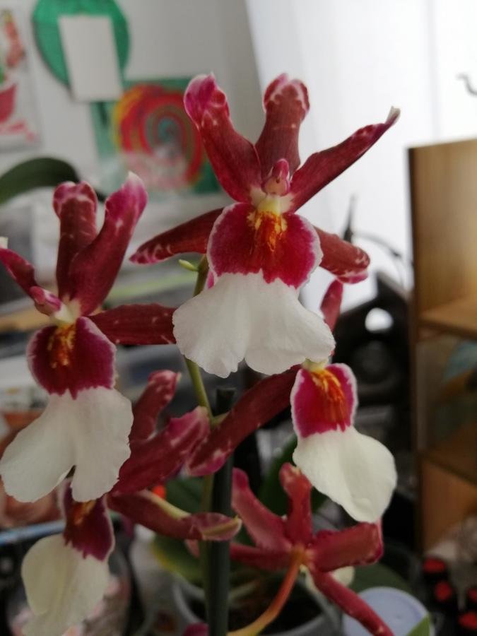 Orchidée a bulbe