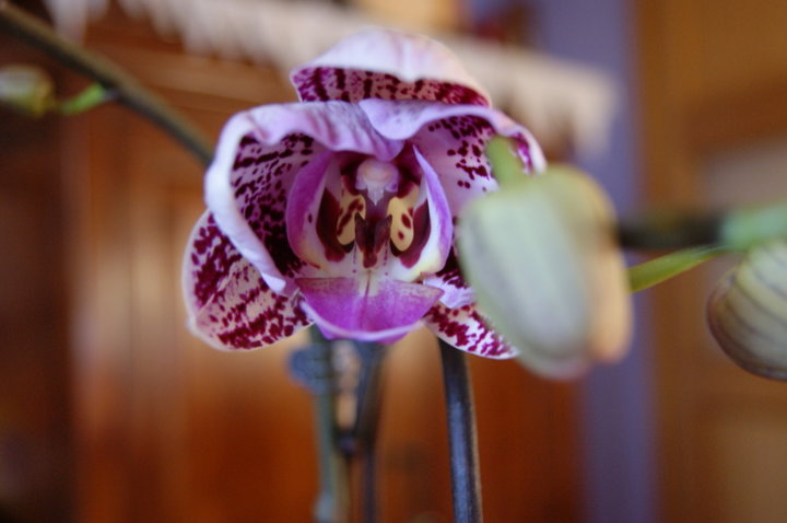 Orchidée mouchetée 