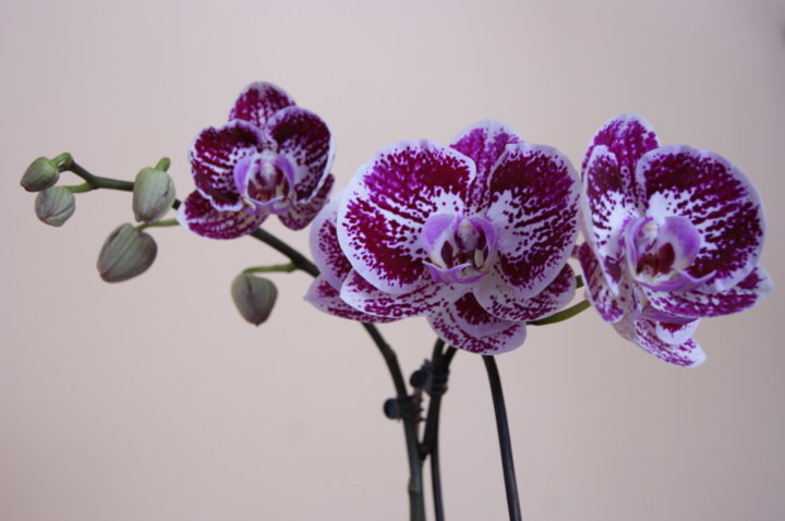 Orchidée mouchetée 