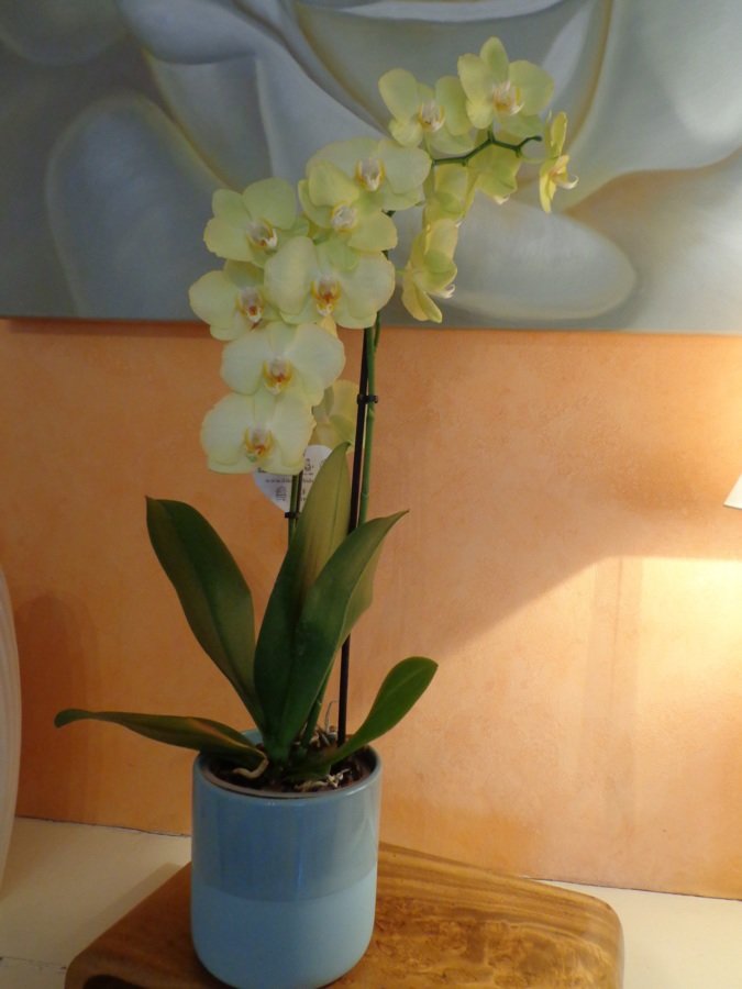 Orchidee phalaenopsis