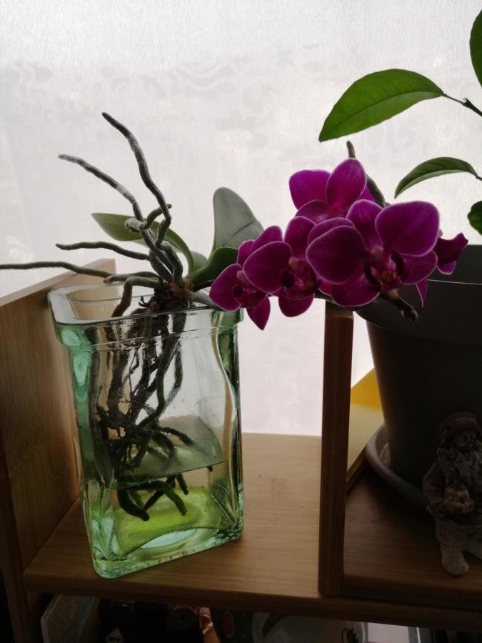 Orchidée phalaenopsis de un peu plus d'u an