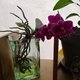 Orchidées d'elicheva et autre plantes