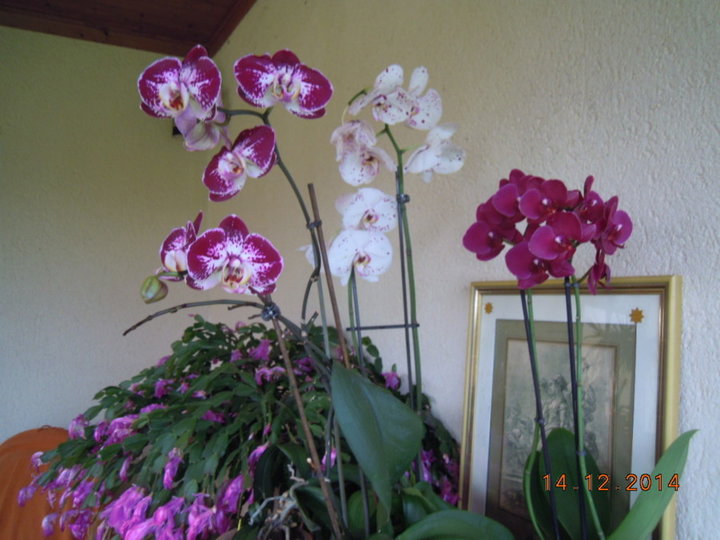 Orchidees