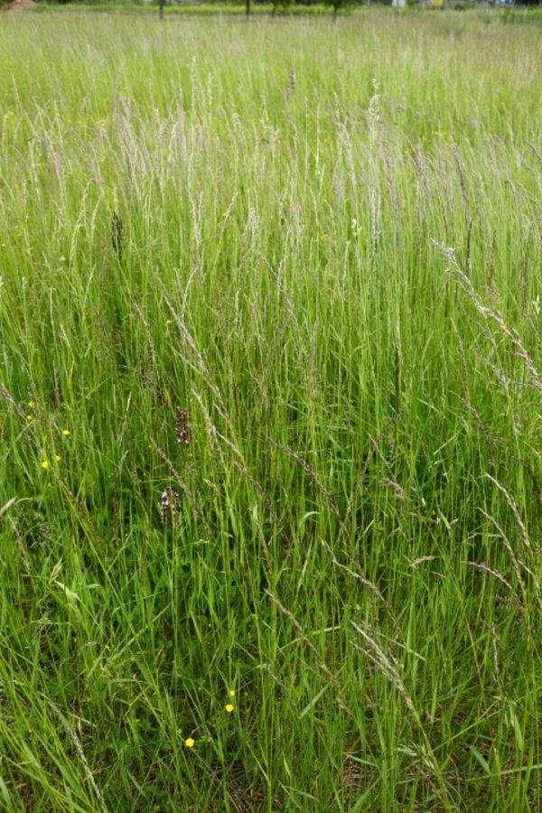 Orchidées dans les herbes 