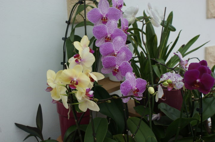 Orchidées encore