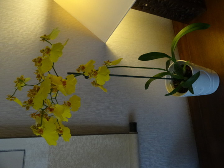 Orchidees oncidium