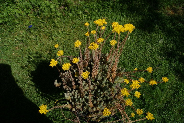 Orpin des murs (Sedum rupestre )