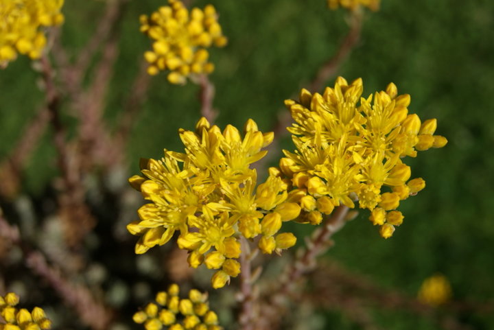 Orpin des murs (Sedum rupestre )