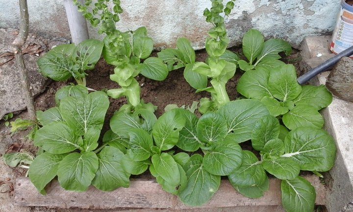 Pak choi et deux blondes de paris montée en graines