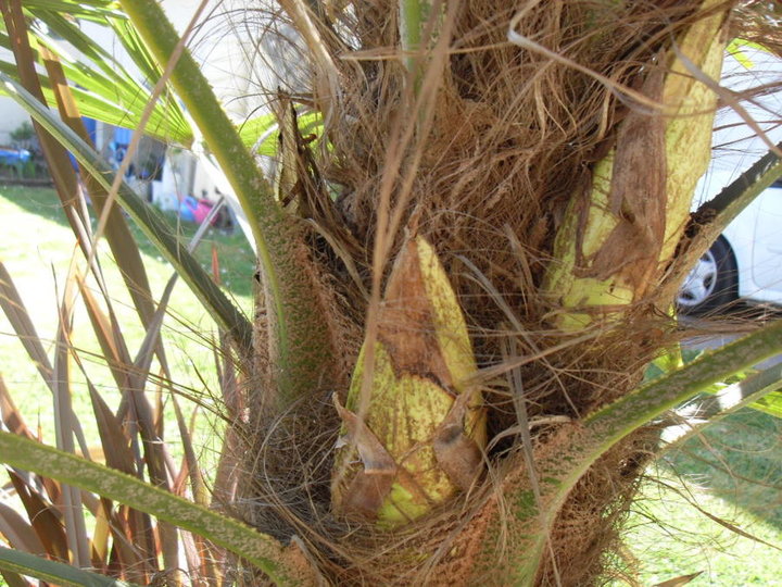 Palmier Male 'Trachycarpus forténea'