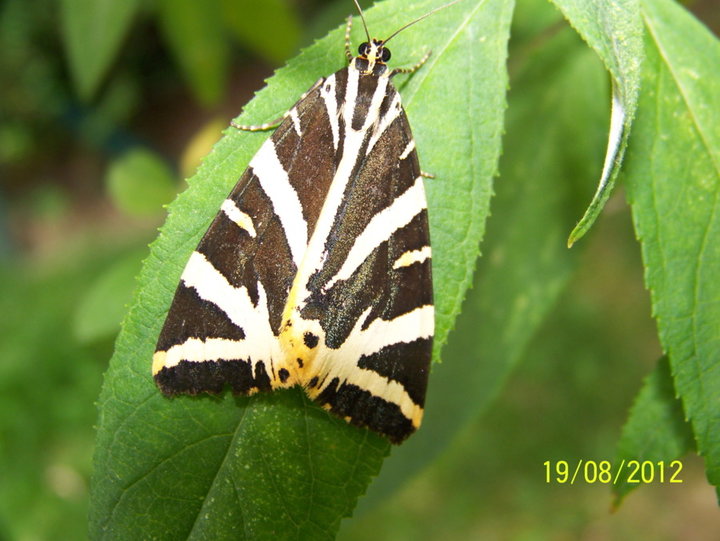 Papillon