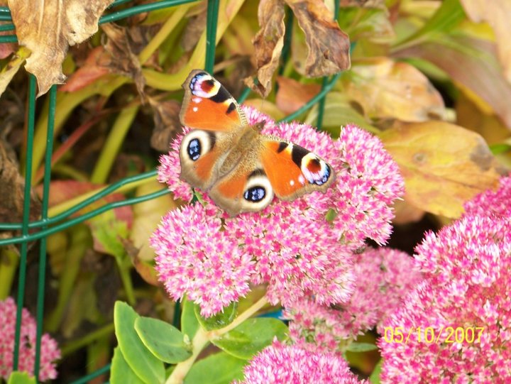 Papillon 