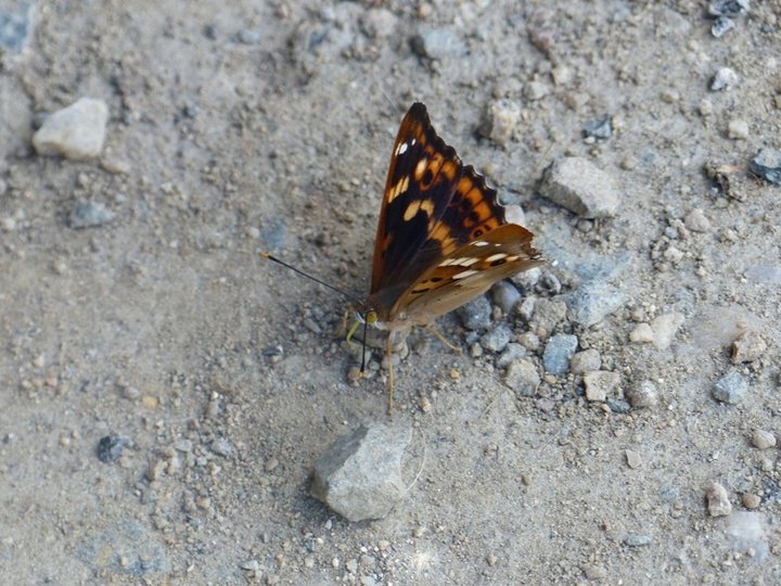 Papillon