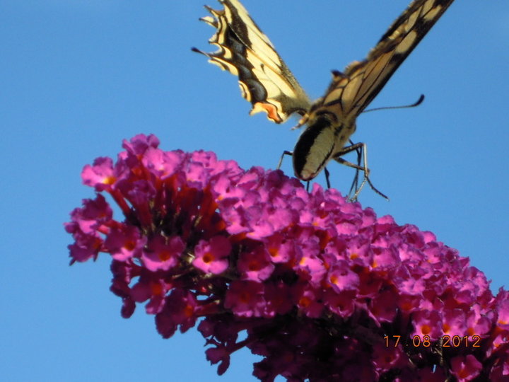 Papillon inconnu