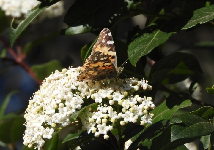 Papillon sur laurier thym