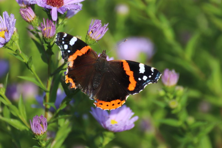 Papillon Vulcain