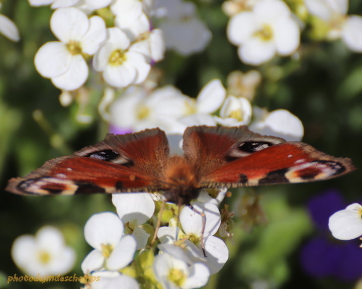 Papillon Vulcain 2ème photo